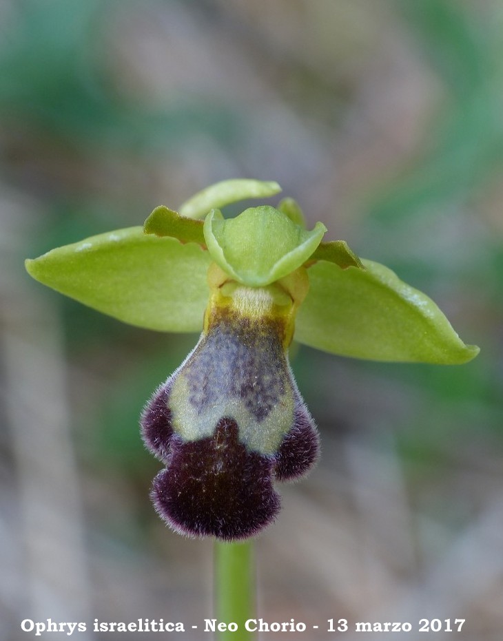 Cipro marzo 2017 : le orchidee di Venere.